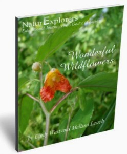 Wonderful Wildflowers Nature Study