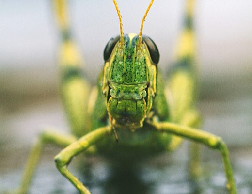 Learning About Bugs in Homeschool | Renee at Great Peace #homeschool #homeschooling #entomology #bugs #science #ihsnet