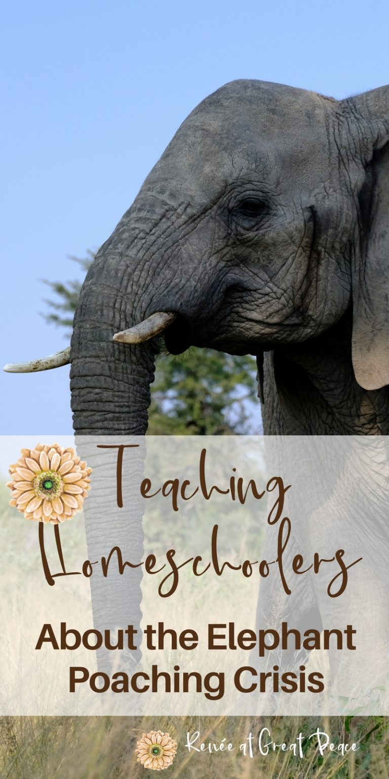 Elephant Poaching Crisis Educational Film Renée at Great Peace