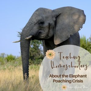 Teaching Homeschoolers about the Elephant Poaching Crisis with a Family Friendly Film | Renée at Great Peace #homeschool #savethelephants #elephantconservation #ihsnet