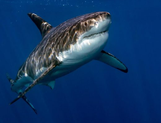 Free Printable Resources for Learning about Sharks | GreatPeaceLiving.com #educationresources #homeschool #unitstudies #homeschooling #homeschool #education #sharks #printables #science #marinebiology