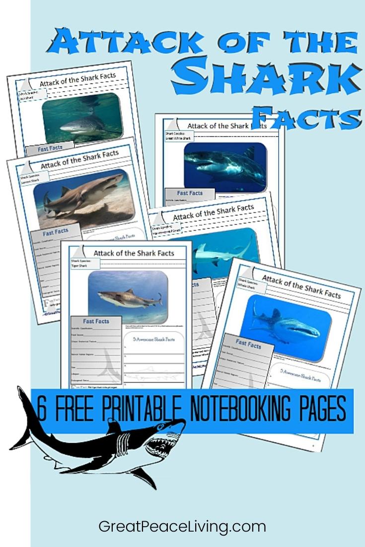 Learn All About Sharks Unit Study | Renee at Great Peace #sharks #unitstudy #sharkweek #homeschool #homeschooling #science